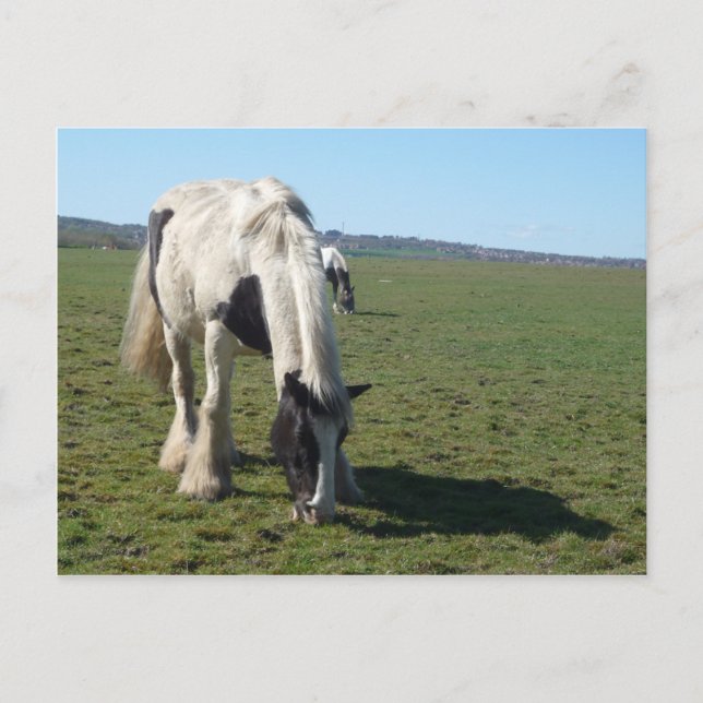 Cartão Postal Cartão-postal de Cavalo Grazing (Frente)