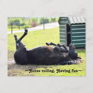Cartão Postal Cartão-postal de cavalo lindo