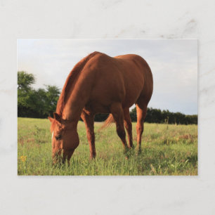 Cartão Postal Cartão-postal de Cavalo Marrom
