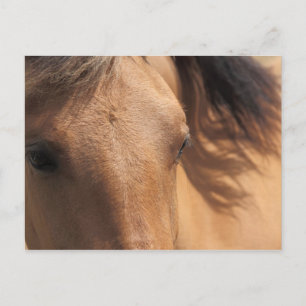 Cartão Postal Cartão-postal de Cavalo Marrom