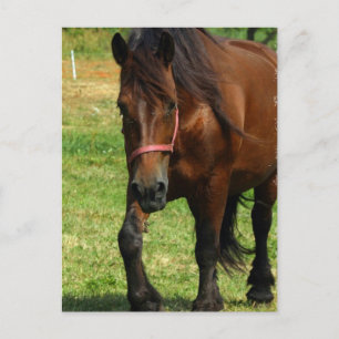 Cartão Postal Cartão-postal de Cavalo Rasgado