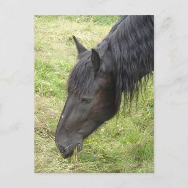 Cartão Postal Cartão-postal de cavalos (Frente)