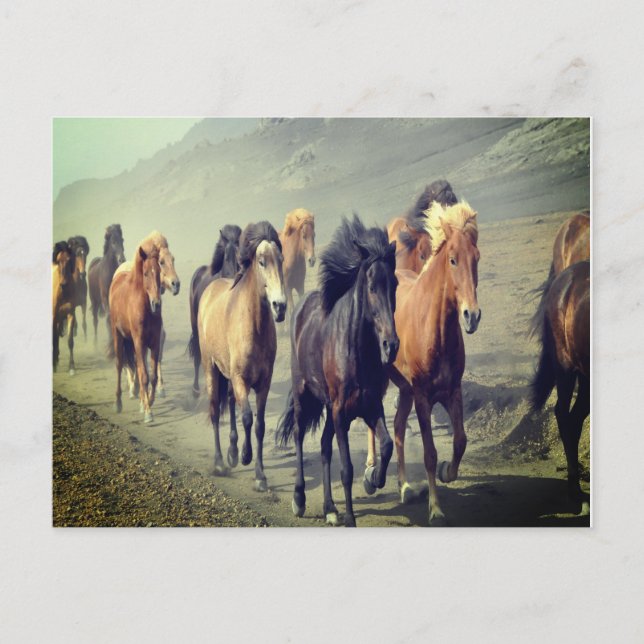Cartão Postal Cartão-postal de cavalos (Frente)