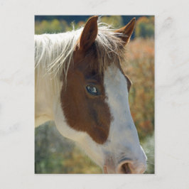 Cartão Postal Cartão-postal de cavalos