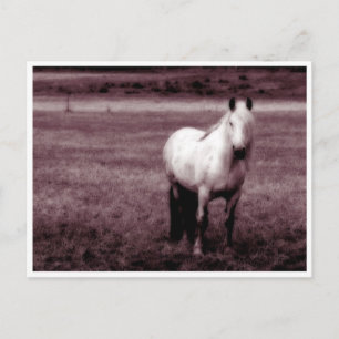 Cartão Postal Cartão-postal de cavalos