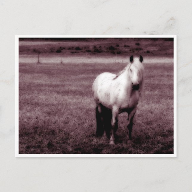 Cartão Postal Cartão-postal de cavalos (Frente)