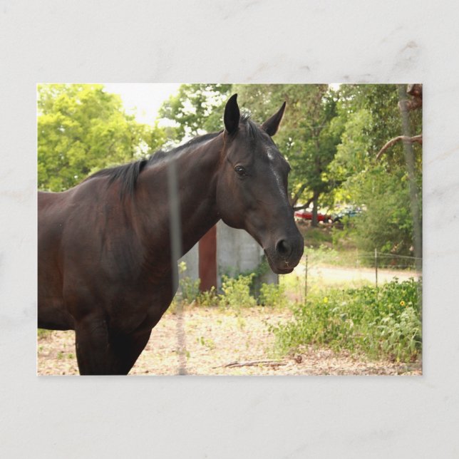 Cartão Postal Cartão-postal de cavalos (Frente)