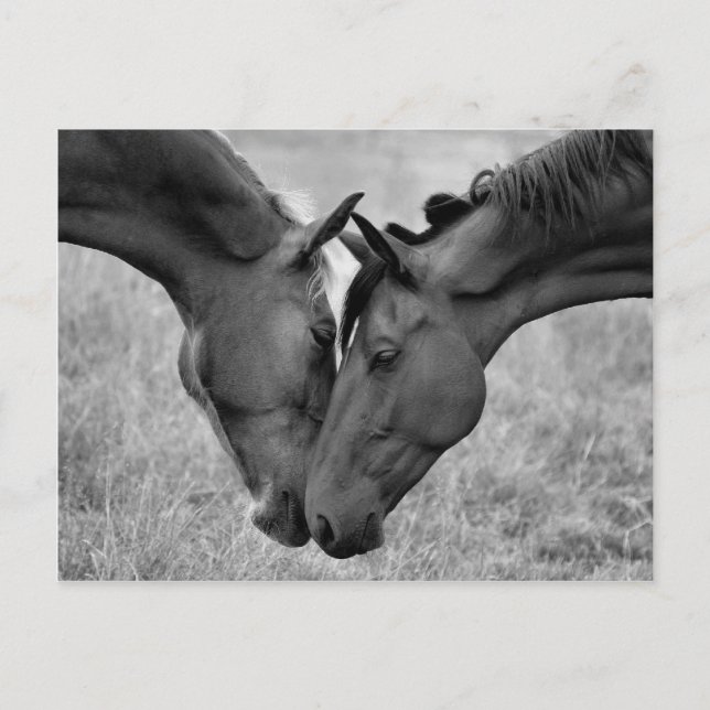 Cartão Postal Cartão-postal de cavalos (Frente)