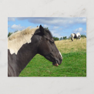 Cartão Postal Cartão-postal de Cavalos e Pôs Pretos e Brancos