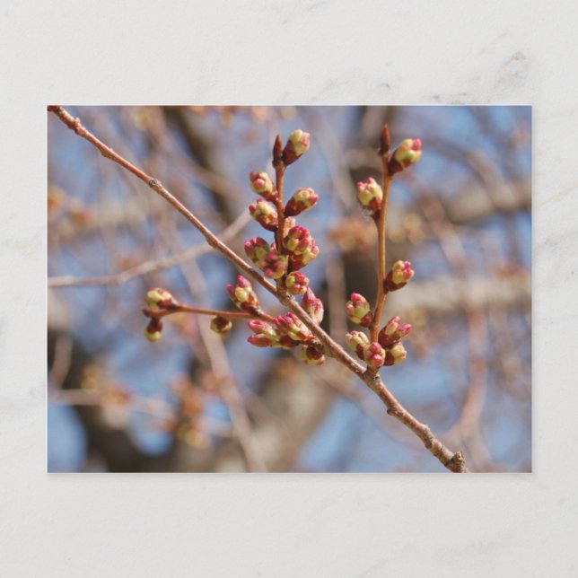 Cartão Postal cartão-postal de cereja florida (Frente)