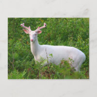 Cartão-postal de cervejas Albino Whitetail