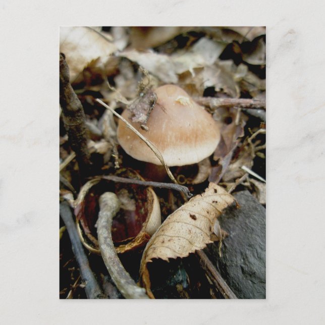 Cartão Postal Cartão-postal de Chapéu Laranja (Frente)