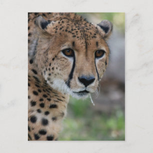 Cartão Postal Cartão-postal de Cheetah curioso