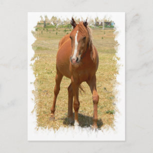 Cartão Postal Cartão-postal de Chestnut Yearling Horse