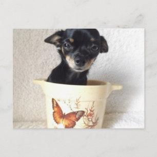 Cartão Postal Cartão-postal de chihuahua sonolento