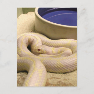 Cartão Postal Cartão-postal de Cobra Albino!