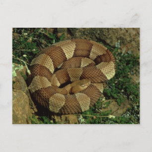 Cartão Postal cartão-postal de cobra com cabeça de cobre de ba