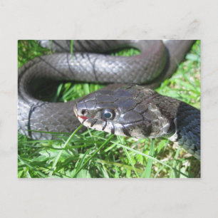 Cartão Postal Cartão-postal de cobra-de-grass