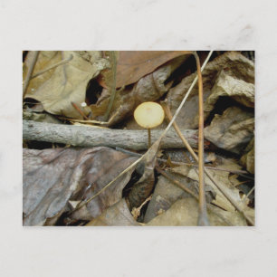 Cartão Postal Cartão-postal de Cogumelo Amarelo