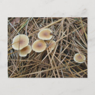 Cartão Postal Cartão-postal de Cogumelos de 2 Cores