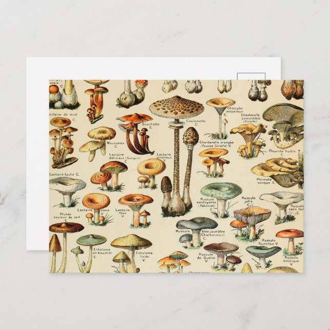 Cartão Postal Cartão-postal de coleção de mushroom (Frente/Verso)
