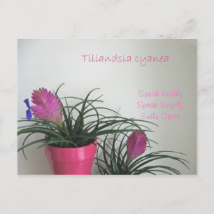 Cartão Postal Cartão-postal de cor rosa gentil