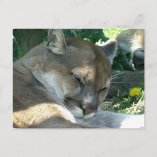 Cartão Postal Cartão-postal de Cougar em Deslocação