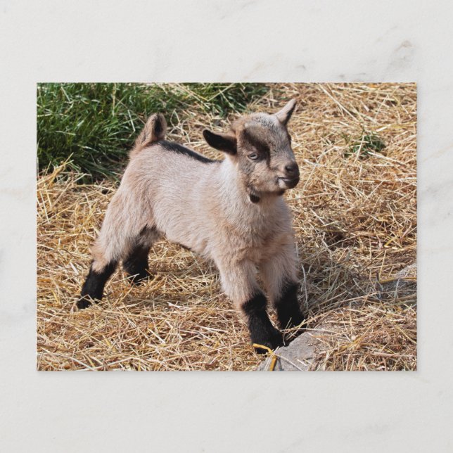 Cartão Postal Cartão-postal de criança (Frente)