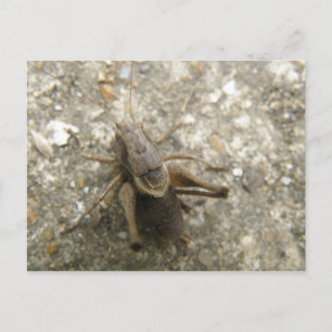 Cartão Postal Cartão-postal de Críquete de Campo Castanho