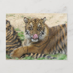 Cartão Postal Cartão-postal de Cubs Tiger