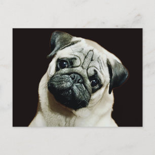 Cartão Postal Cartão-postal de Cute Pug