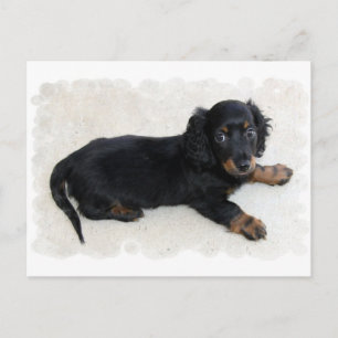 Cartão Postal Cartão-postal de Daschund Fofo