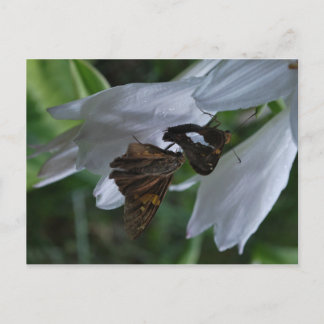 Cartão Postal Cartão-postal de Data da Mama