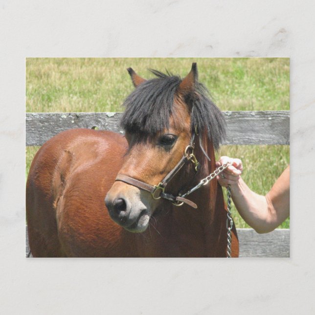 Cartão Postal Cartão-postal de Design de Shetland Pony (Frente)