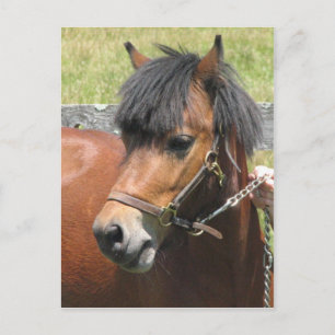 Cartão Postal Cartão-postal de Design de Shetland Pony