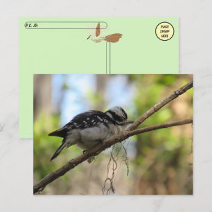 Cartão Postal Cartão-postal de Downy Woodpecker