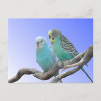 Cartão Postal Cartão-postal de duas lindas aves bugerigares