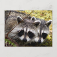 Cartão-postal de duas raccoons