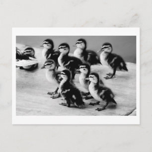 Cartão Postal Cartão-postal de Ducklings B&W