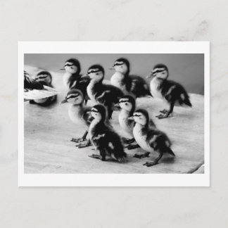 Cartão Postal Cartão-postal de Ducklings B&W