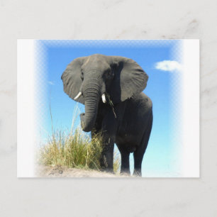 Cartão Postal Cartão-postal de elefante africano