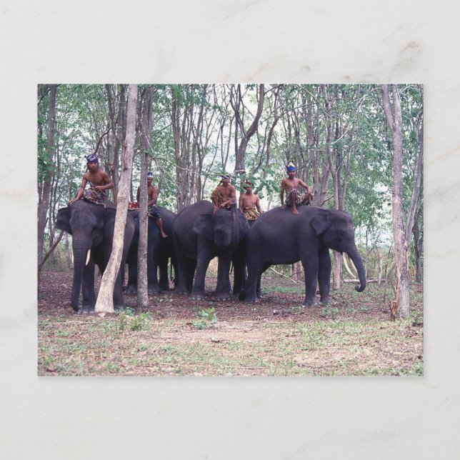 Cartão Postal Cartão-postal de elefante asiático (Frente)