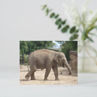 Cartão Postal Cartão-postal de Elefante Asiático a Caminhar na A