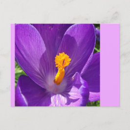 Cartão Postal Cartão-postal de Encerramento de Crocus