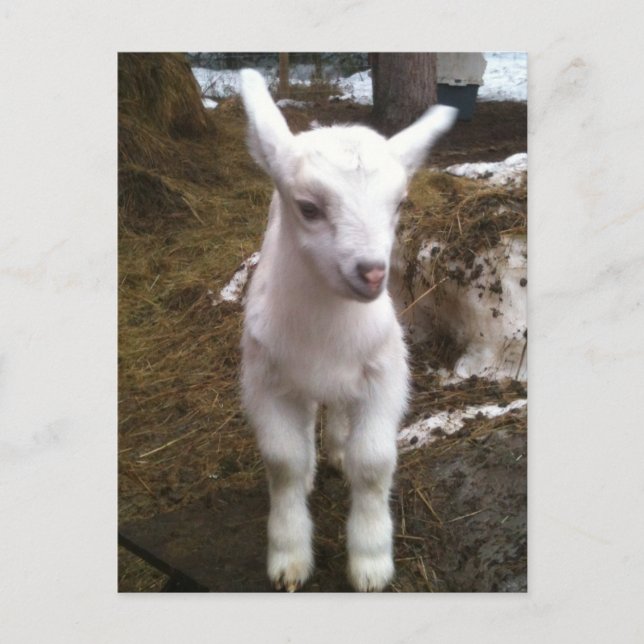 Cartão Postal Cartão-postal de entrada mínimo (Frente)