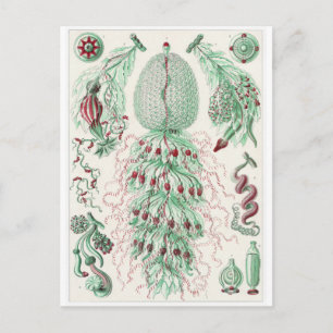 Cartão Postal Cartão-postal de Ernst Haeckel: Siphonophorae