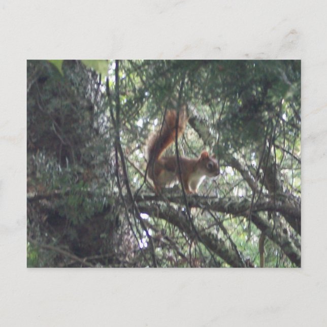 Cartão Postal Cartão-postal de Esquilo Vermelho (Frente)