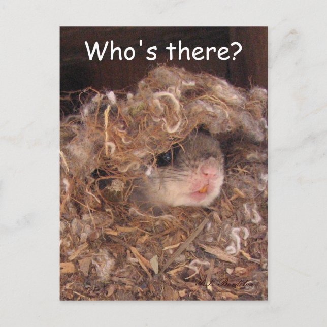 Cartão Postal Cartão-postal de Esquilo Voador (Frente)