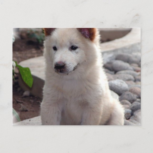 Cartão Postal Cartão-postal de Estupido (Frente)