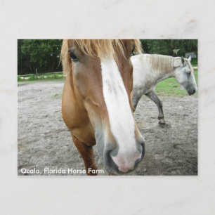 Cartão Postal Cartão-postal de Fazenda de Cavalos de Cavalo da 
